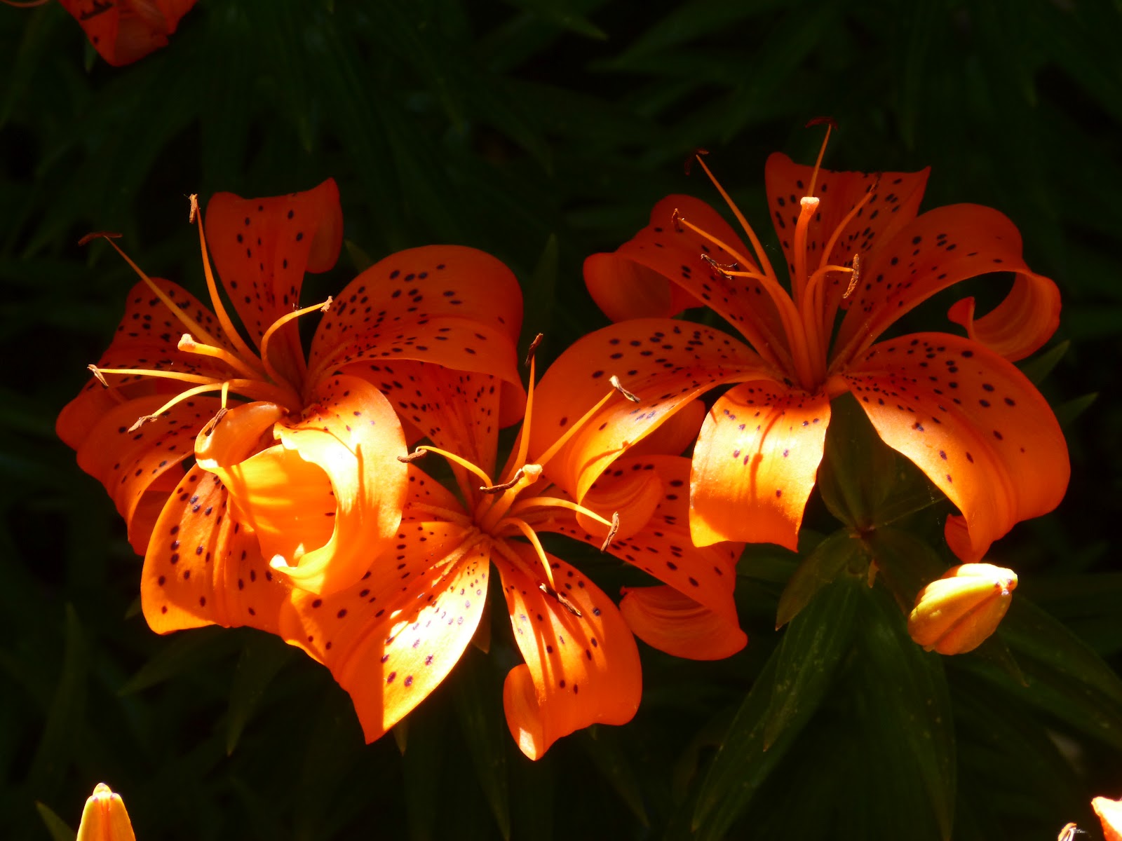 Silly Bean's Idea Space My Tiger Lilies!