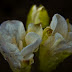 Photo a Day 71/365