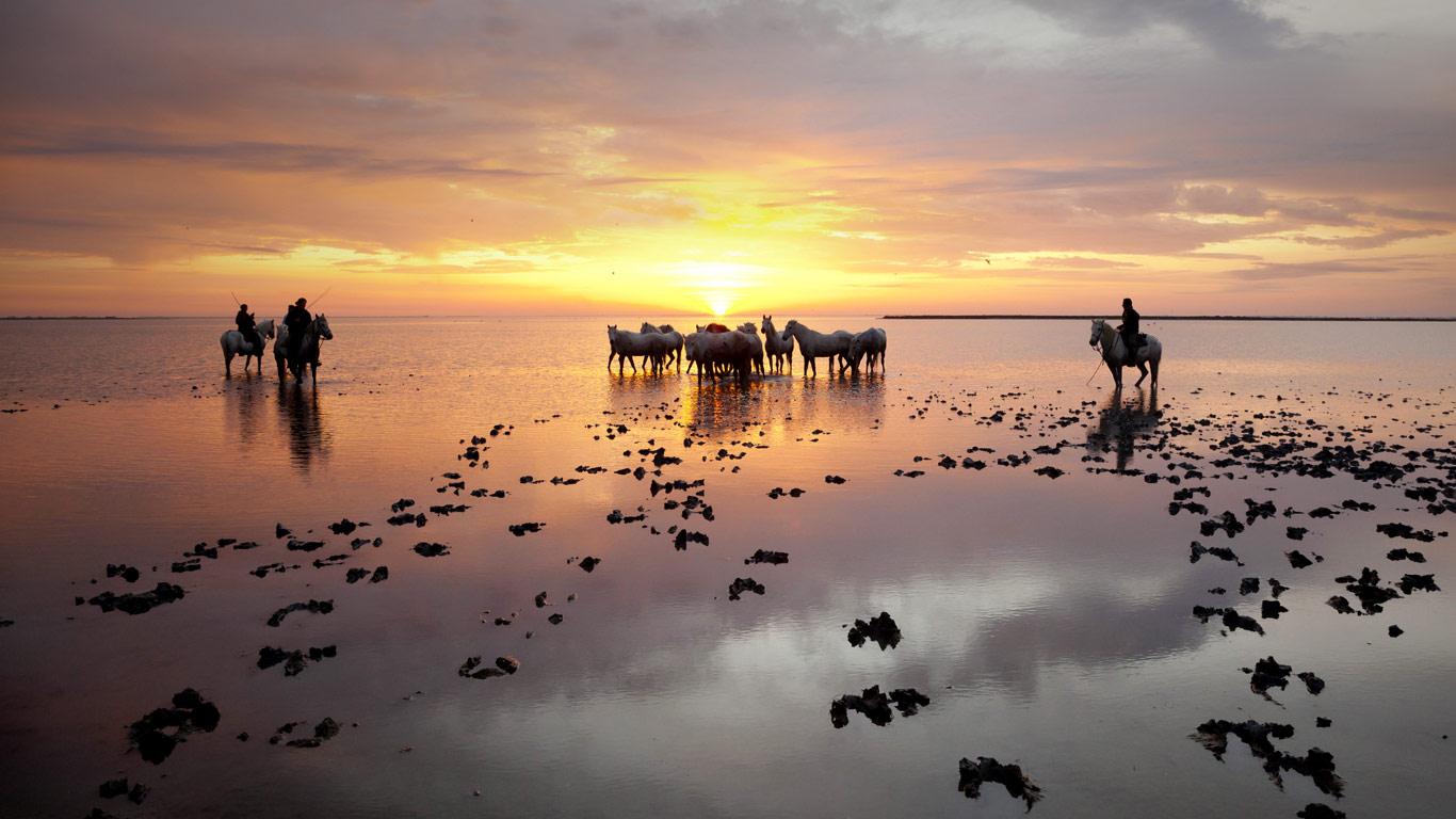 silhouette_Guardians_standing_herd_white_horses_sunrise_Camargue_20121005.jpg
