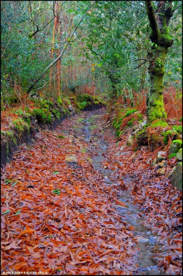 XOAN ARCO DA VELLA SABUGUEIRO REBORDELO COTOBADE