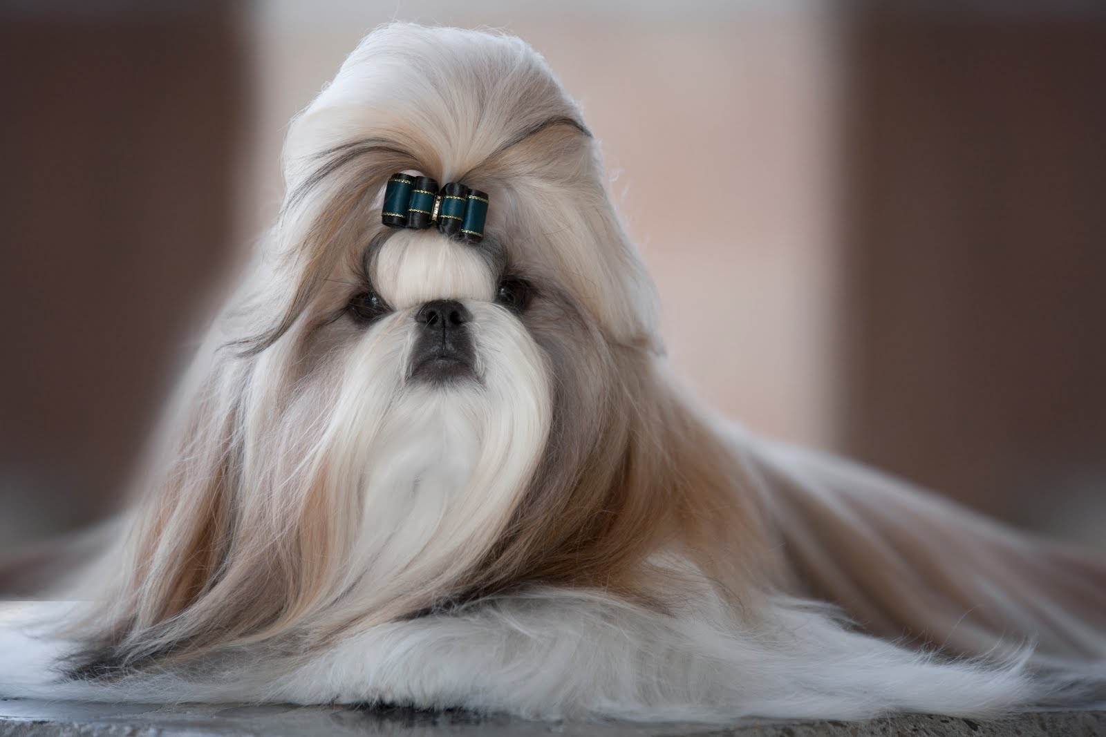 Champion professional Shampoo for Shih Tzu dog with cotton milk dla