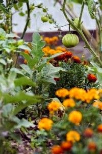 Vegetable Gardening | Dreaming Gardens
