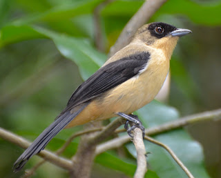 Black-Goggled Tanager Male, Trichothraupis melanops
