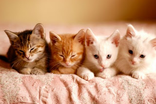kitties in a row