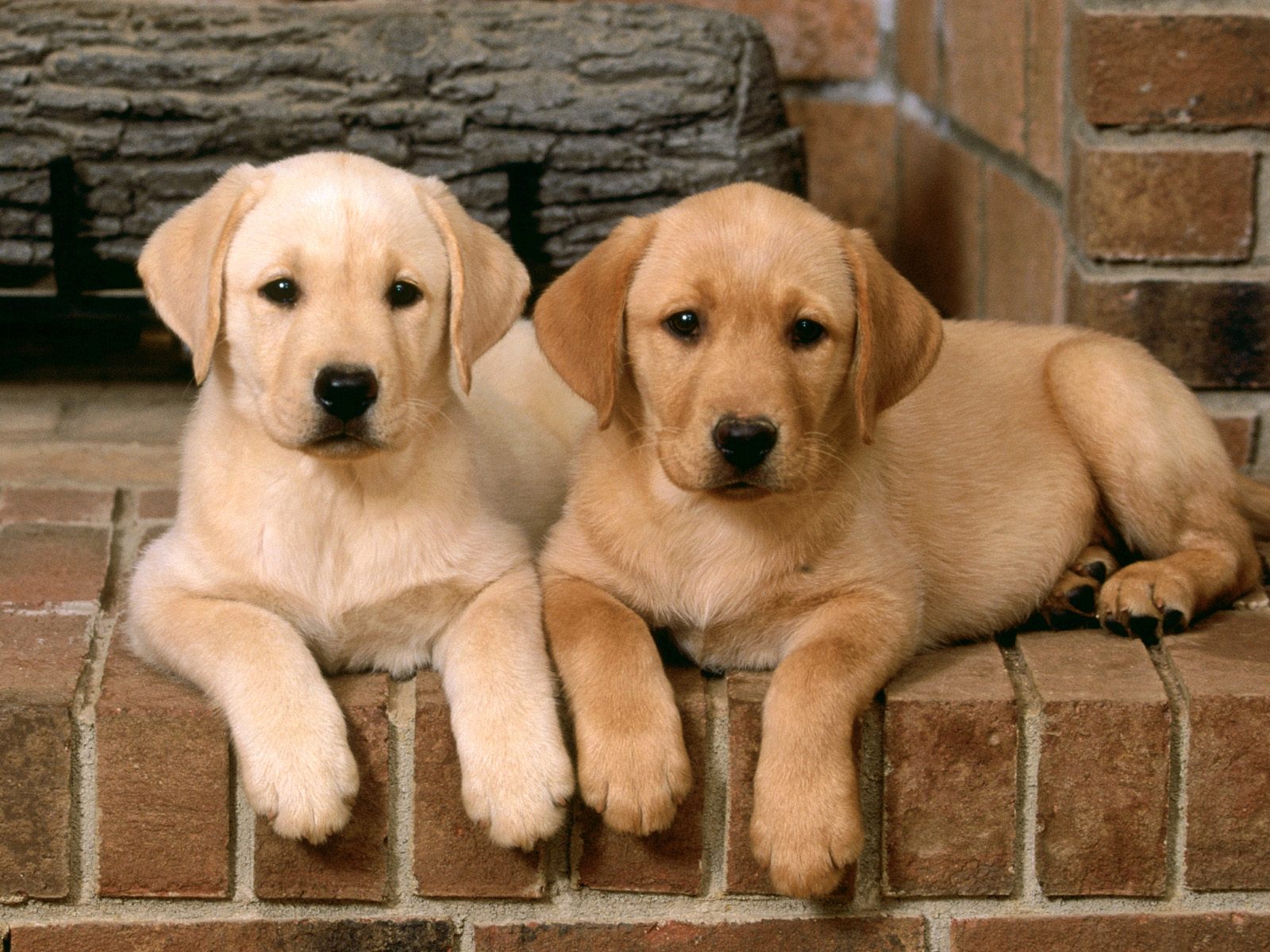 http://4.bp.blogspot.com/-y3E6aN5JVlU/UHE6aIzaxDI/AAAAAAAAG7c/fLn1dmmUK2o/s1600/Double-Trouble-Labrador-Retrievers.jpg