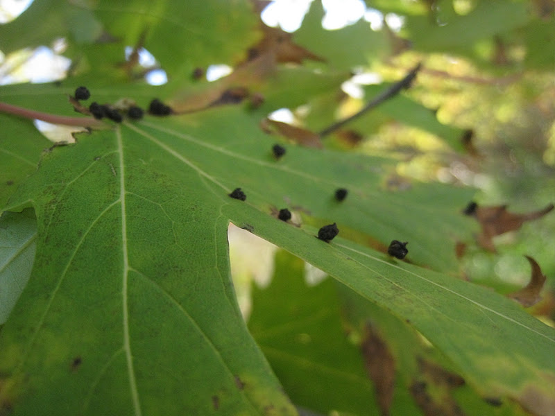 Distracted Naturalist Black Bumps on a Silver Maple Leaf