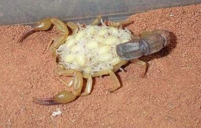 Scorpion Reproduction