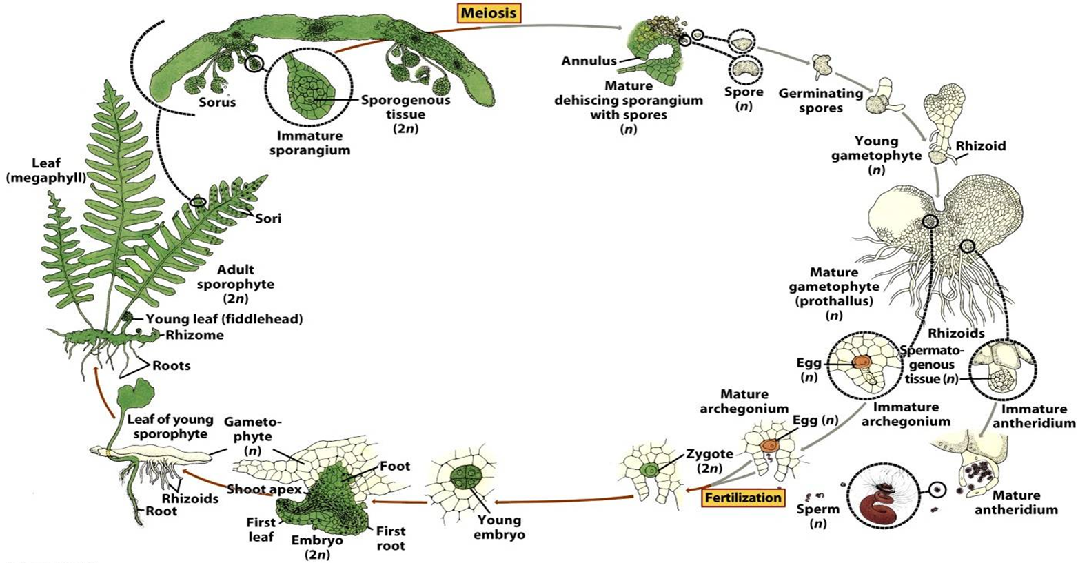 BIOLOGY Life Cycle of Pteridophyta