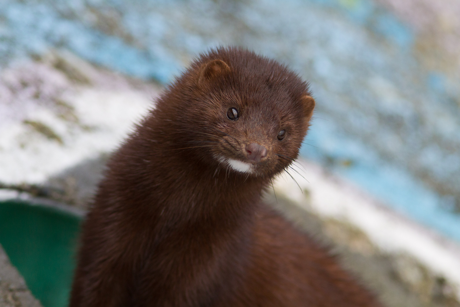Fur & Feathers 500 a Canada Big Year for Birds and Mammals Victoria