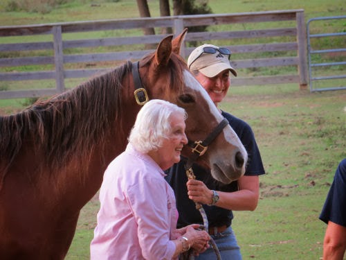 haltering a horse