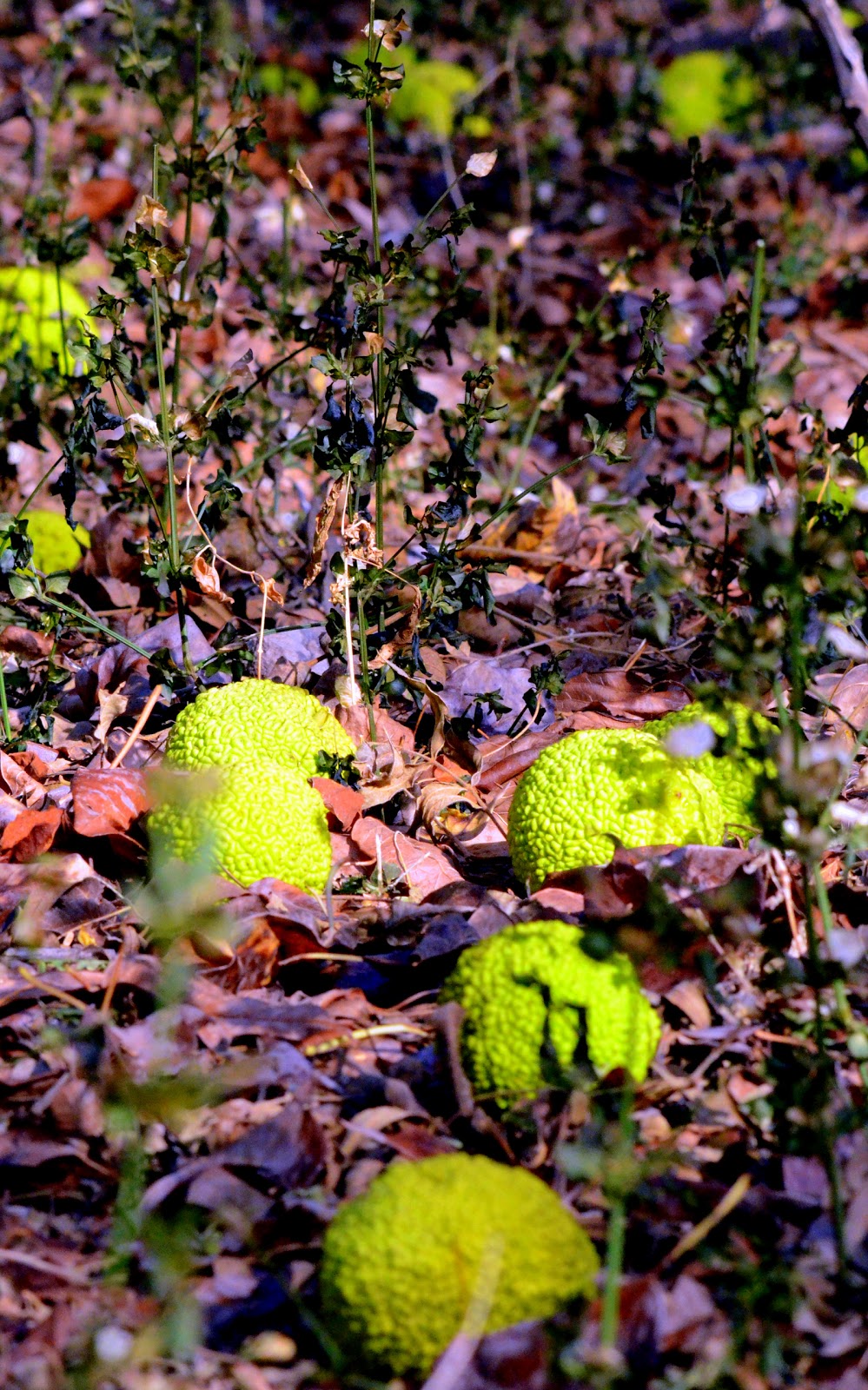 Fruit Hedges