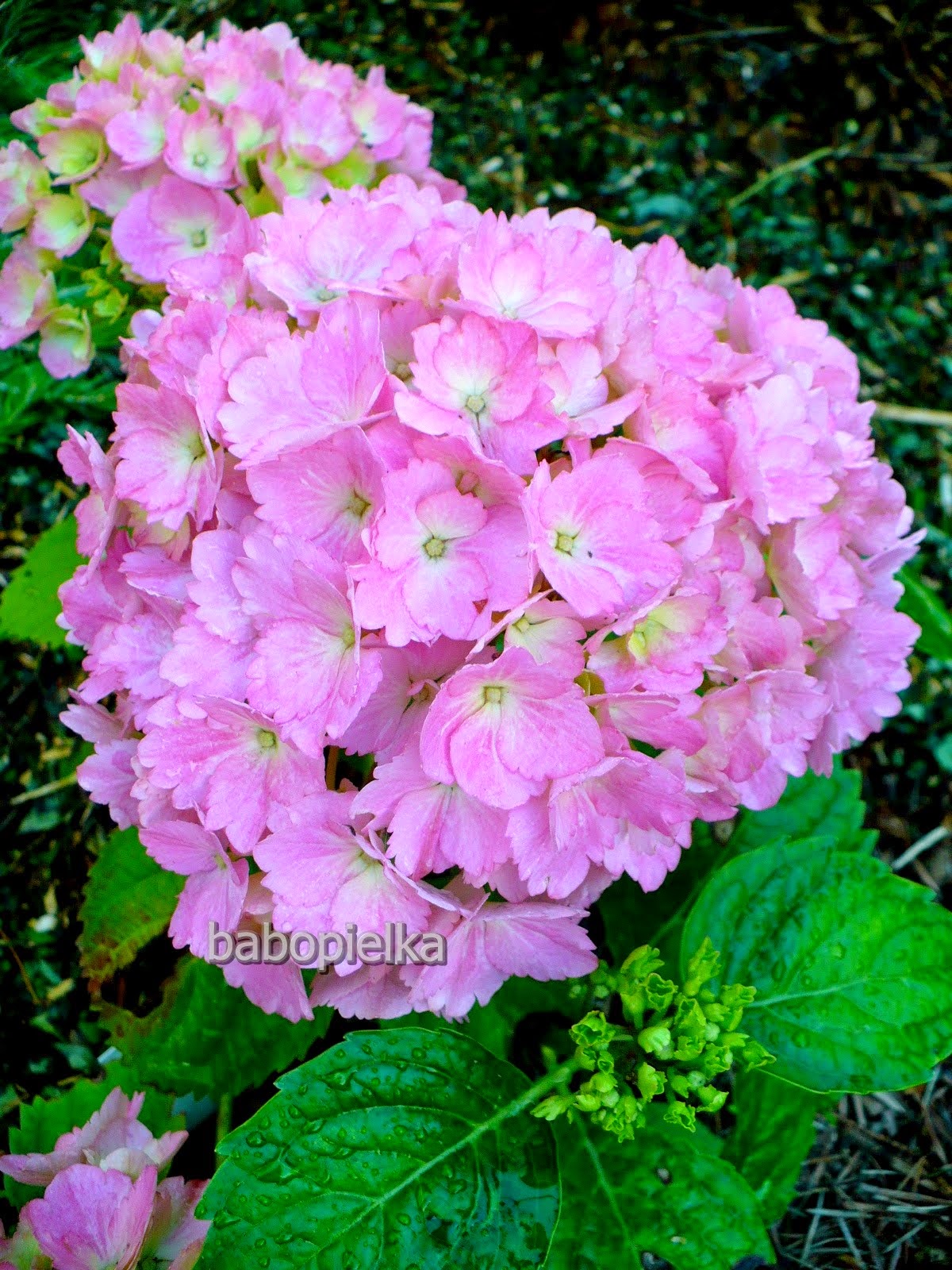 Hydrangea Macrophylla In Bloom Stock Photos Hydrangea