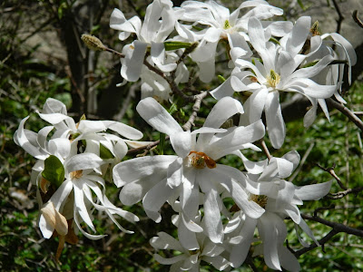 Star Magnolia by garden muses-not another Toronto gardening blog