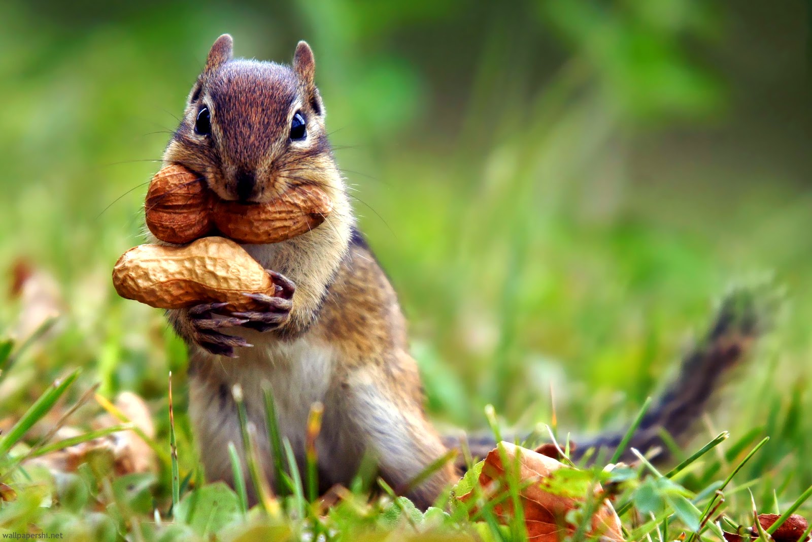 African bush squirrel feeding HD Wallpapers All HD Wallpaper 2014