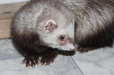 fretti+ferret