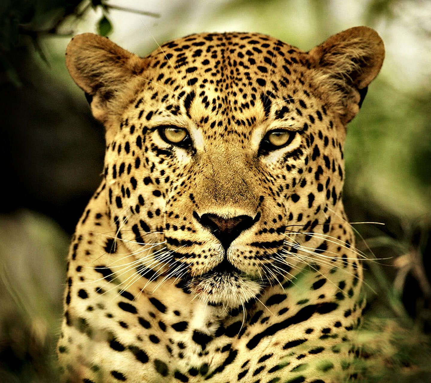 http://4.bp.blogspot.com/-y4dpnoAy_Oc/UaK1xIDoRpI/AAAAAAAARxA/-iKmMWyGDaQ/s1600/leopard_by_RockFenixCore.jpg