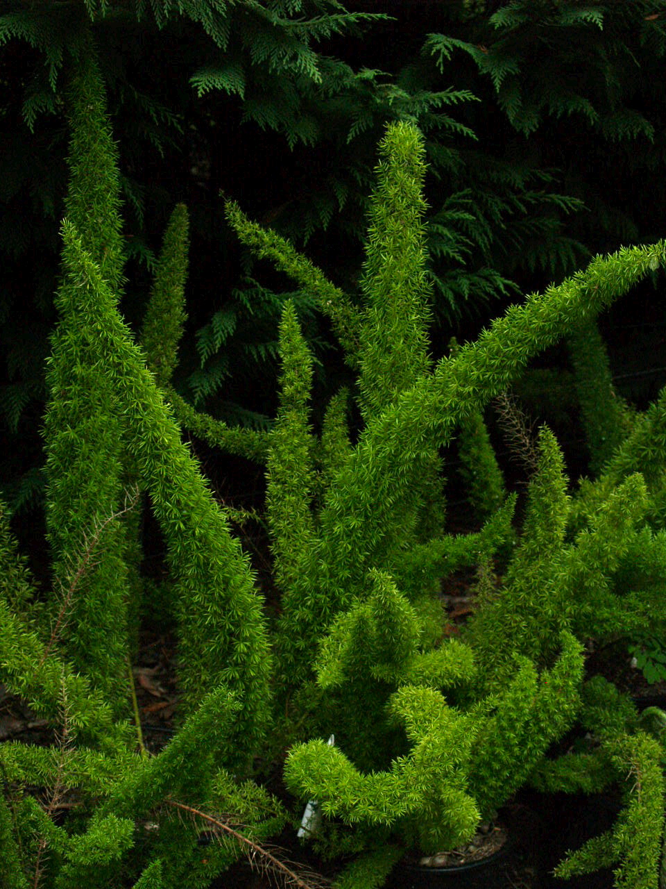 Florez Nursery Asparagus densiflorus 'Myersii'