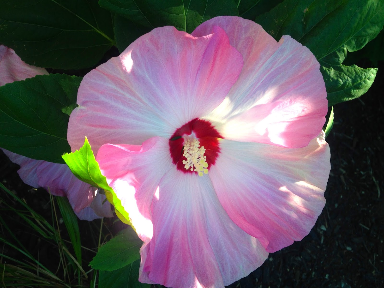 Amy's Creative Pursuits The Flowers of Wheaton