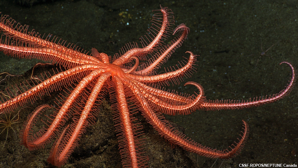 Real Monstrosities Brisingid Starfish