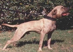 SPORTING DOG NEWS: GR CH TANT'S YELLOW (6XW) ROM