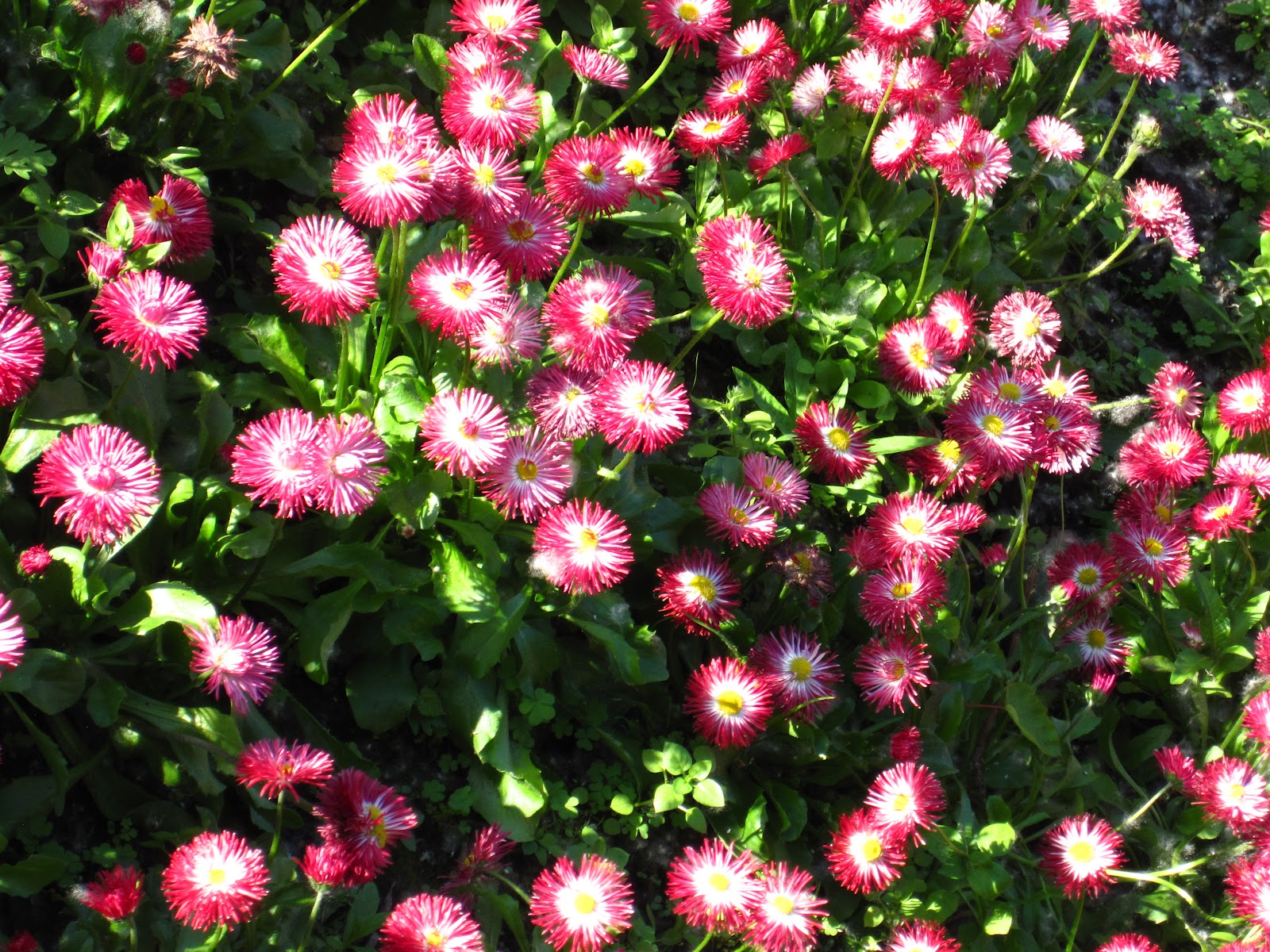 Enjoying My Garden: Flowers of Ukraine...