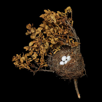 [Image: bird-nests-sharon-beals-07.jpg]