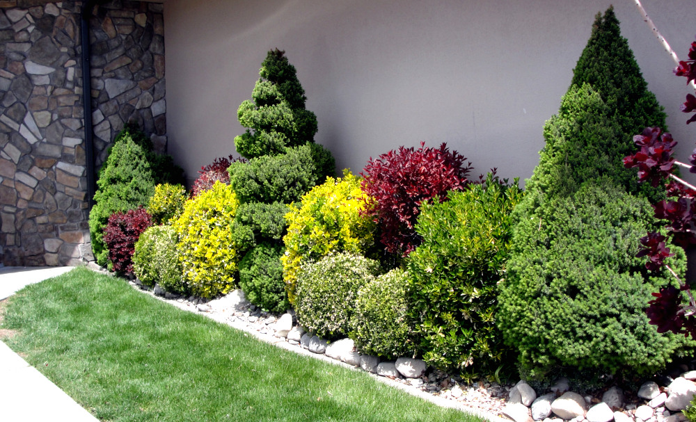 Great Basin Natives Three Favorite Shrubs