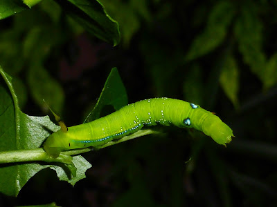 Daphnis nerii caterpillar Daphnis nerii caterpillar
