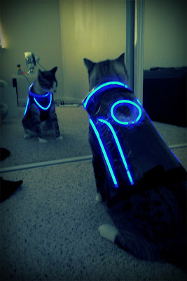 Tron Halloween costume for your cat
