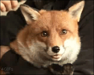 Funny animal gifs - part 117 (10 gifs), fox loves brushing
