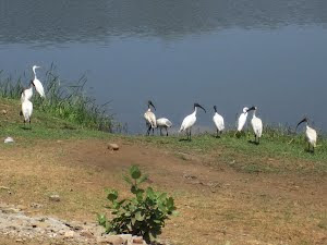 White Ibis :- Photo Mr Hement.Kirkire.