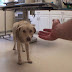 GRAVEMENTE FERIDO, DECIDIRAM QUE ESSE CACHORRO DEVERIA SER SACRIFICADO. MAS O QUE ACONTECEU NA VERDADE É ARREPIANTE...