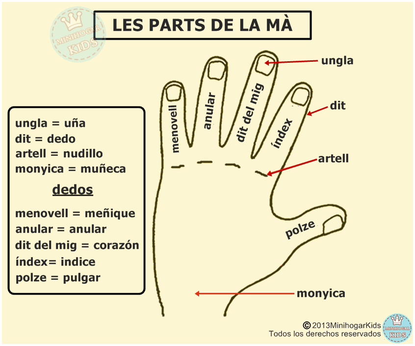 Resultat d'imatges de PARTS DE LES MANOS