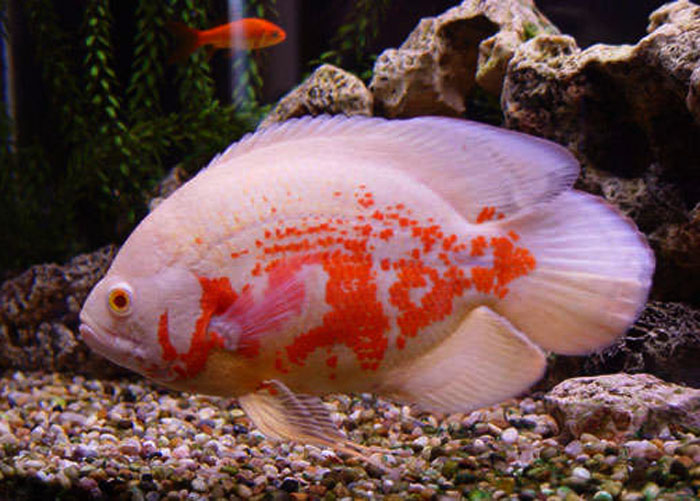 Life under the blue water The Oscar one of the most popular tame