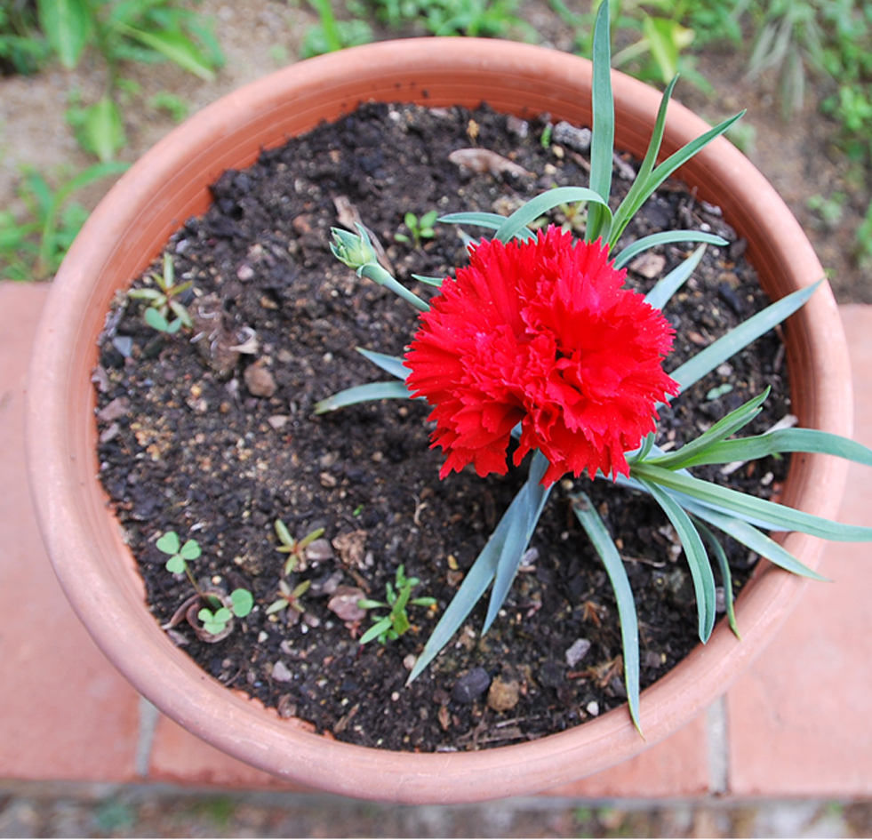Fotos de flores CLAVELES DE VARIOS TIPOS Y COLORES