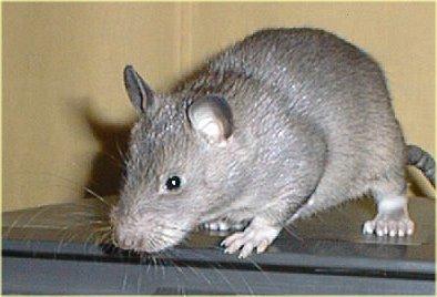Cara Mengusir Tikus Secara Alami Cara Alami Mengusir Tikus