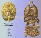 VAGUS NERVE