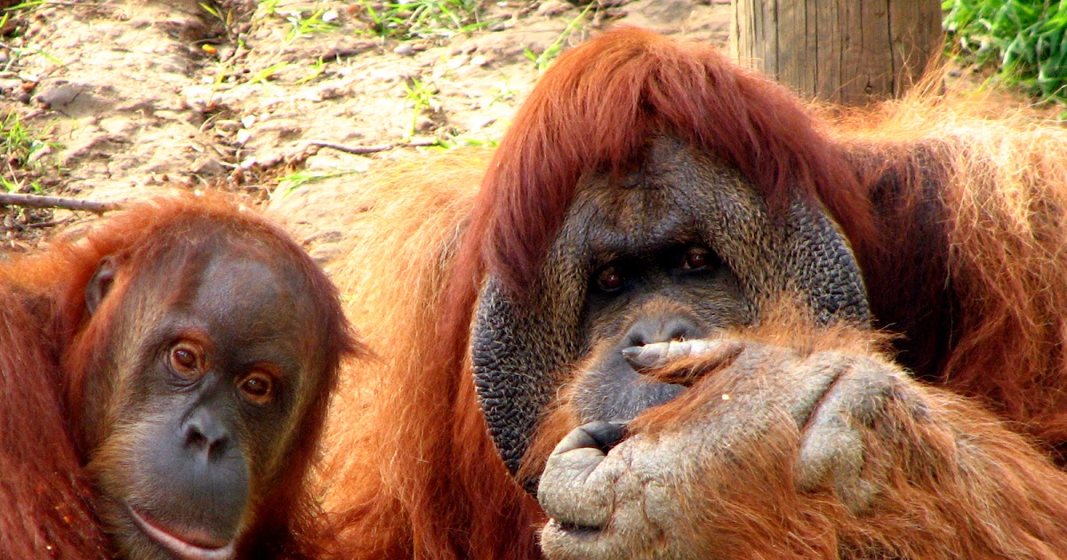 3 endangered animals in indonesia