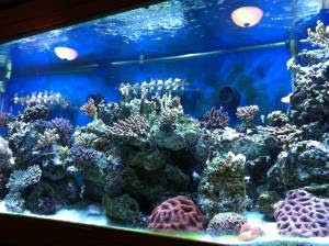 Giant Aquariums: 300 gallon Salt water aquarium fully ...