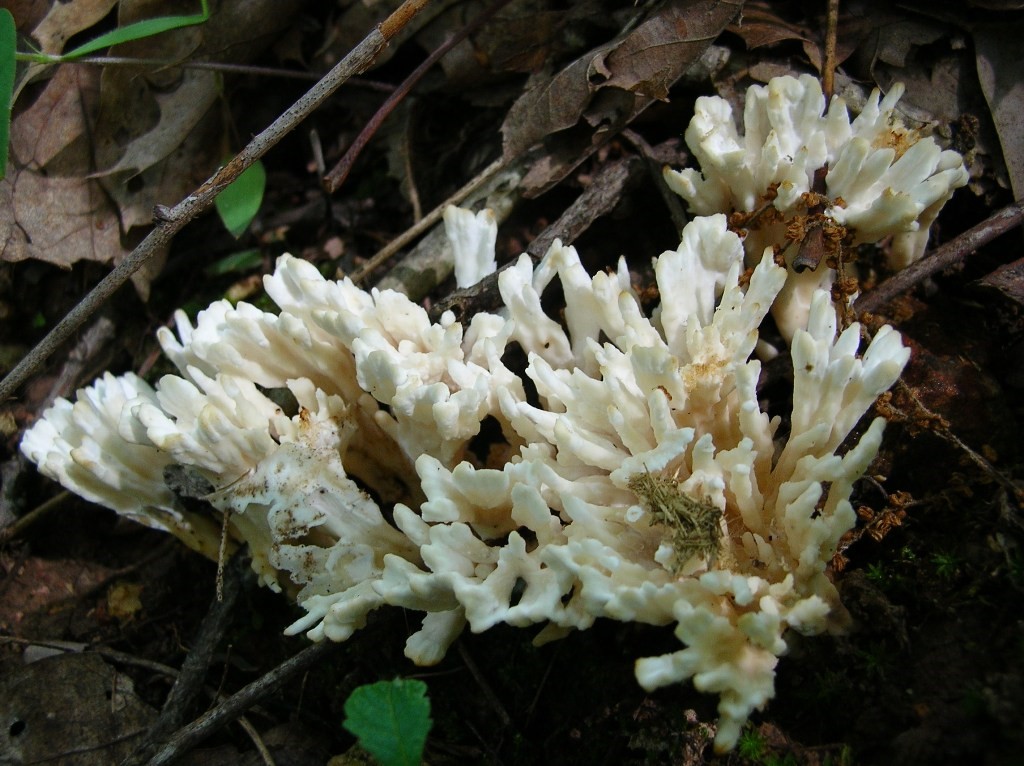 Divinebunbun's Rugged Rural Missouri Mushroom People