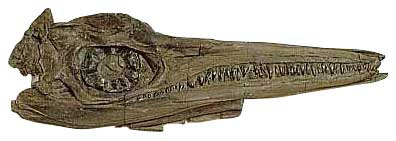 craneo de Ichthyosaurus