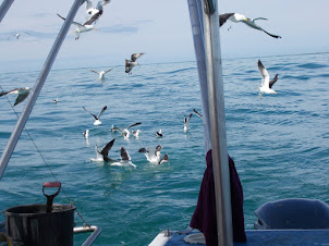 Sea-gulls crowding the sea around the boats.