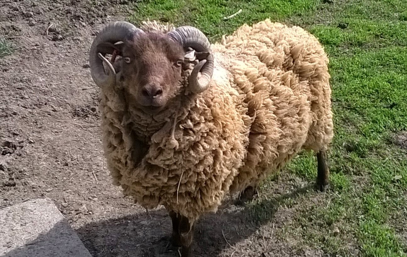 Under The Son Farm Rams used for the 2015 lamb crop