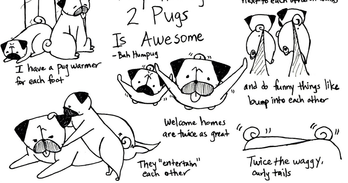 getting a second pug bah humpug why two pugs is awesome getting a second pug bah humpug why two pugs is awesome