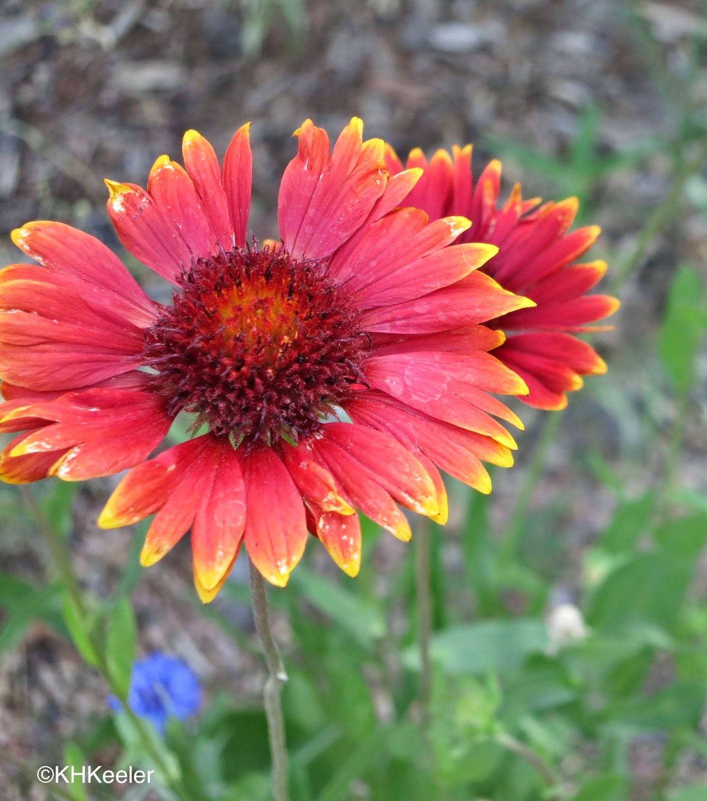 A Wandering Botanist Plant StoryBeautiful Blanket Flower, Gaillardia