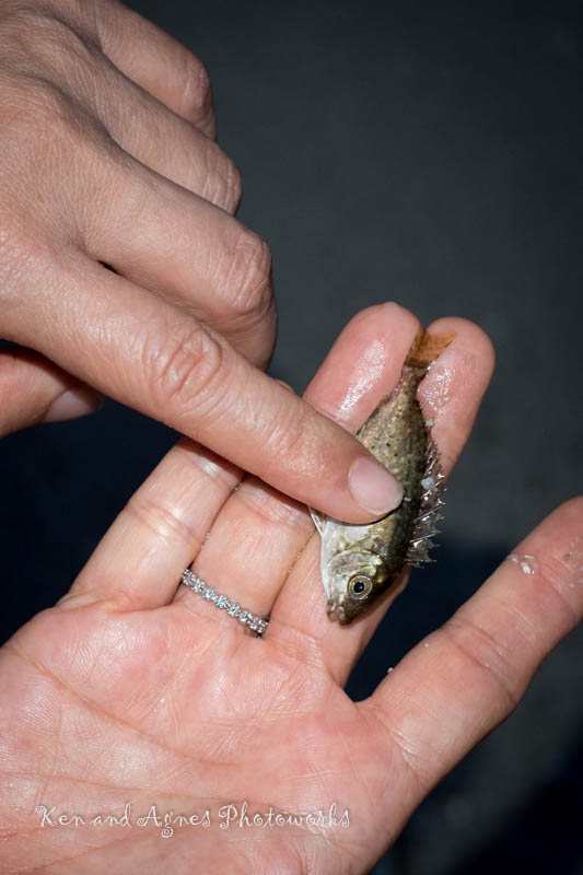 Little fish at Pulau Sembilan