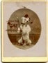 The Antique Dog Photograph Gallery