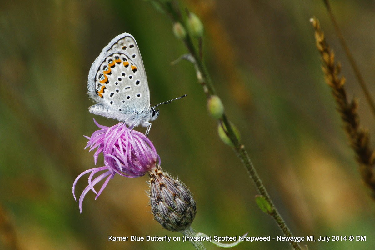Nerdy for Birdy Kirtland's Warbler and Karner Blue Butterfly A trip to Pure Michigan