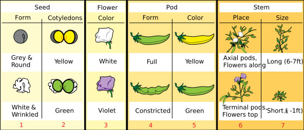 mendelian inheritance