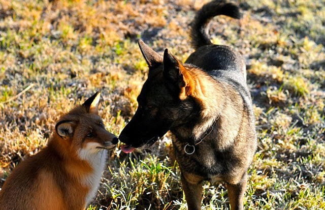 Un zorro y un perro jugando en los bosques de Noruega. 
